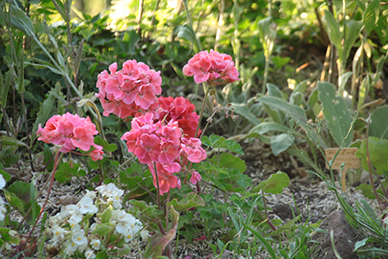 fleurs annuelles