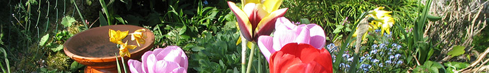 TULIPES